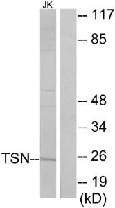 Western blot analysis of lysates from Jurkat cells using Anti-TSN Antibody. The right hand lane represents a negative control, where the Antibody is blocked by the immunising peptide