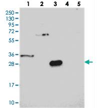 Anti-LY6G5C Rabbit Polyclonal Antibody