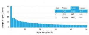 Analysis of protein array containing more than 19,000 full-length human proteins using Anti-Nucleophosmin Antibody [NPM1/1902] Z-Score and S- Score