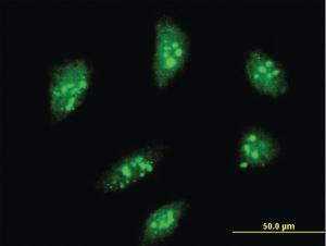 Anti-MEOX2 Mouse Monoclonal Antibody [clone: 4E10]