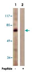 Anti-MYB Rabbit Polyclonal Antibody