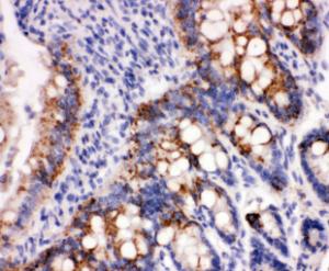 Anti-Peroxiredoxin 3 Rabbit Polyclonal Antibody