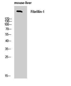 Antibody anti-fibrillin-1 100 µg