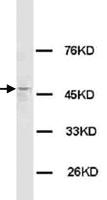 Anti-HRH3 Rabbit Polyclonal Antibody