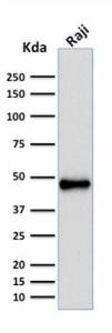 Western blot analysis of human Raji cell lysate using Anti-PAX5 Antibody [rPAX5/2060]