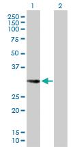 Anti-EHF Mouse Polyclonal Antibody