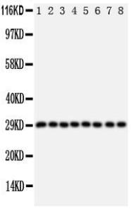 Anti-CISH Rabbit Polyclonal Antibody