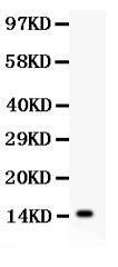 Anti-IL-15 Polyclonal Antibody