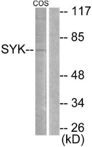 Western blot analysis of lysates from COS using Anti-SYK Antibody. The right hand lane represents a negative control, where the antibody is blocked by the immunising peptide.