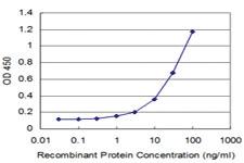 Anti-MEOX2 Mouse Monoclonal Antibody [clone: 4E10]