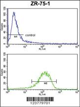 Anti-ENTPD2 Rabbit Polyclonal Antibody