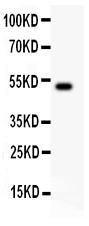 Anti-IL-18 Polyclonal Antibody