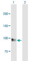 Anti-ADGRE1 Mouse Polyclonal Antibody