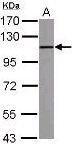 Anti-TLR9 Rabbit Polyclonal Antibody