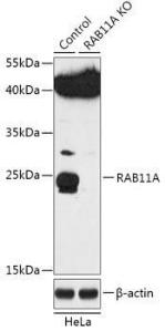 Anti-Rab11A antibody