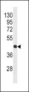 Anti-ACTB Mouse Monoclonal Antibody [clone: 10i26]