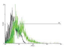 Anti-ADGRE1 Mouse Polyclonal Antibody