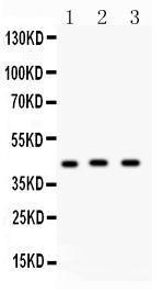 Anti-Emmprin Polyclonal Antibody