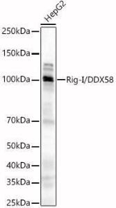 Anti-RIG-I/DDX58 antibody