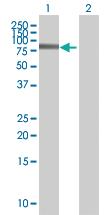 Anti-CTTN Mouse Polyclonal Antibody