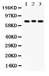 Anti-Apg7 Rabbit Polyclonal Antibody