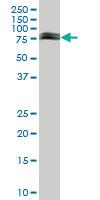 Anti-CTTN Mouse Polyclonal Antibody