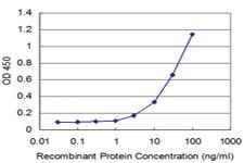 Anti-MEOX2 Mouse Monoclonal Antibody [clone: 4B2]