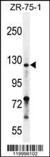 Anti-NRP2 Rabbit Polyclonal Antibody (FITC (Fluorescein Isothiocyanate))