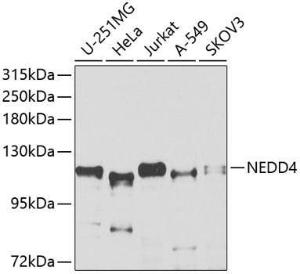 Anti-NEDD4 Rabbit Polyclonal Antibody