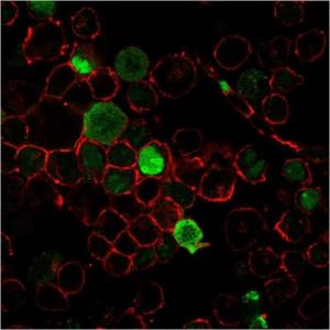 Immunofluorescent analysis of K562 cells stained with Anti-Nucleophos min Antibody [NPM1/3285] followed by Goat Anti-Mouse IgG (CF&#174; 488) (Green). Nuclei are stained with RedDot