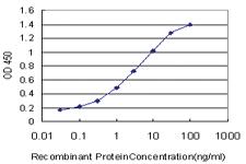 Anti-KLF9 Mouse Monoclonal Antibody [clone: 1H5]