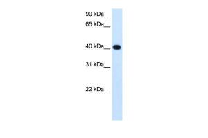 Anti-ADH4 Rabbit Polyclonal Antibody