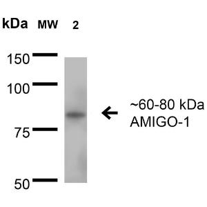 Anti-AMIGO1 antibody