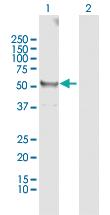 Anti-TUBB Rabbit Polyclonal Antibody