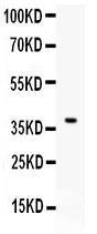 Anti-CD86/B7-2 Polyclonal Antibody