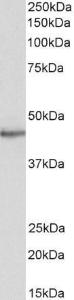 Anti-STAP2 Goat Polyclonal Antibody