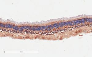 Anti-ARMS2 Antibody (A84791) (4 µg/ml) staining of paraffin embedded Human Retina. Microwaved antigen retrieval with citrate buffer pH 6, HRP-staining