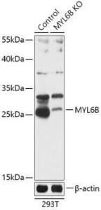 Anti-MLC1SA Rabbit Polyclonal Antibody