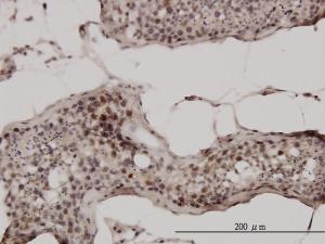 Anti-UBB Mouse Monoclonal Antibody [clone: 1F5]