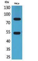 Western blot analysis of HeLa cells using Anti-IFNGR1 Antibody