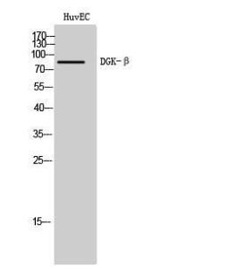 Western blot analysis of HuvEC cells using Anti-DGKB Antibody