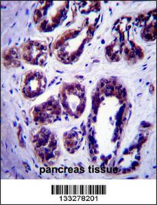 Anti-ATG9B Rabbit Polyclonal Antibody (FITC (Fluorescein Isothiocyanate))