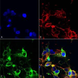 Anti-AMIGO1 antibody