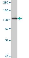 Anti-SH3RF1 Mouse Monoclonal Antibody [clone: 3H3]