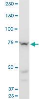 Anti-SETX Mouse Monoclonal Antibody [clone: 2A9]