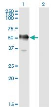 Anti-GAPDHS Mouse Monoclonal Antibody [clone: 2E3-2E10]