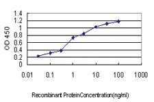 Anti-UBB Mouse Monoclonal Antibody [clone: 1F5]