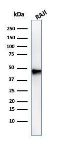 Antibody anti-PAX5 PAX53735 BSA 100 µg