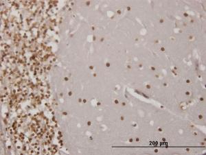 Anti-EN1 Mouse Monoclonal Antibody [clone: 3H2]