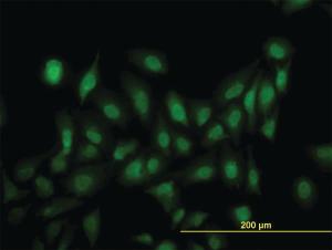 Anti-LRRFIP1 Mouse Monoclonal Antibody [clone: 3E1]